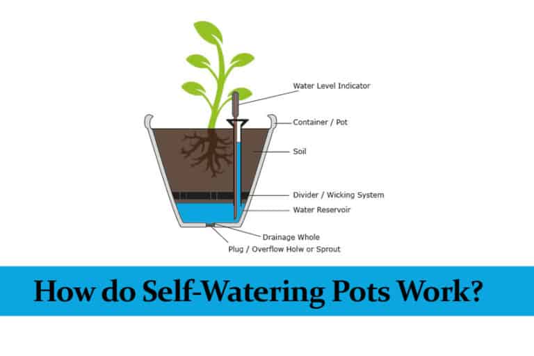 How Do The Self Watering Planters Work at Rick Steppe blog
