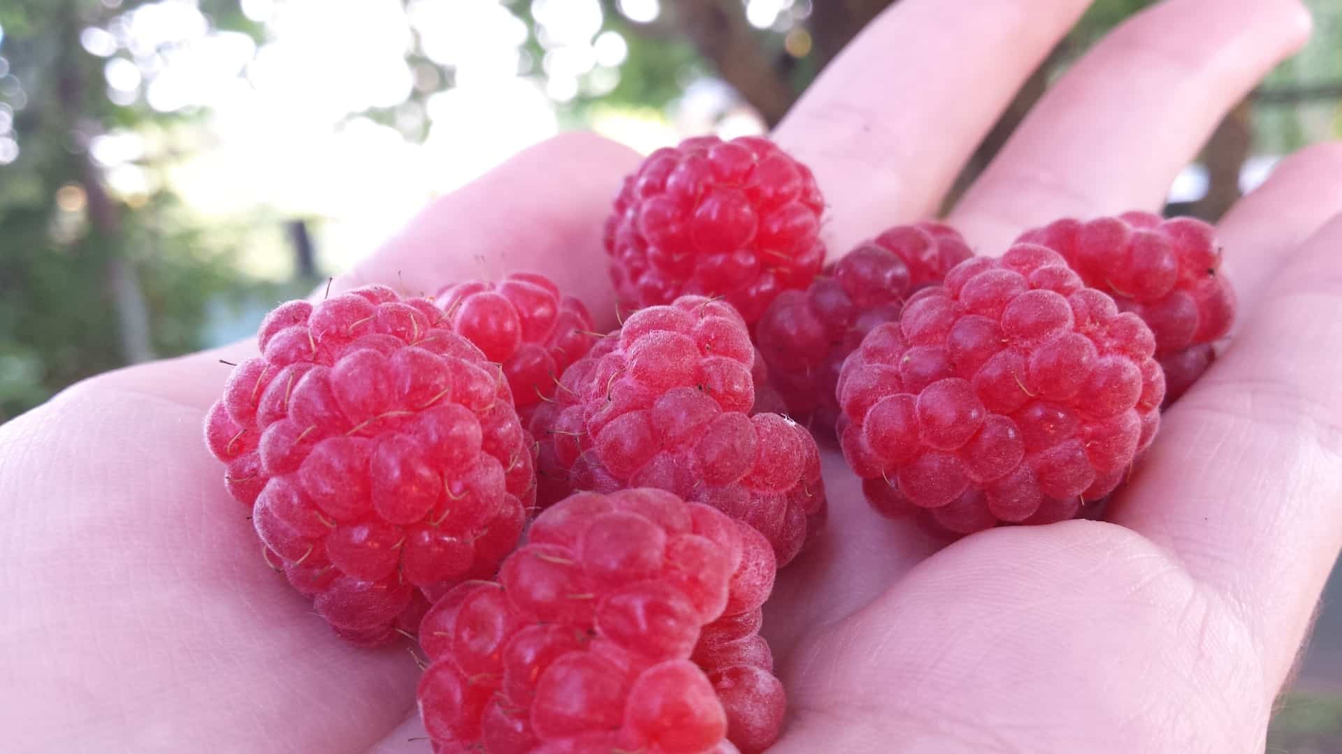How to Grow Raspberries? Complete Guide Green Thumb Central