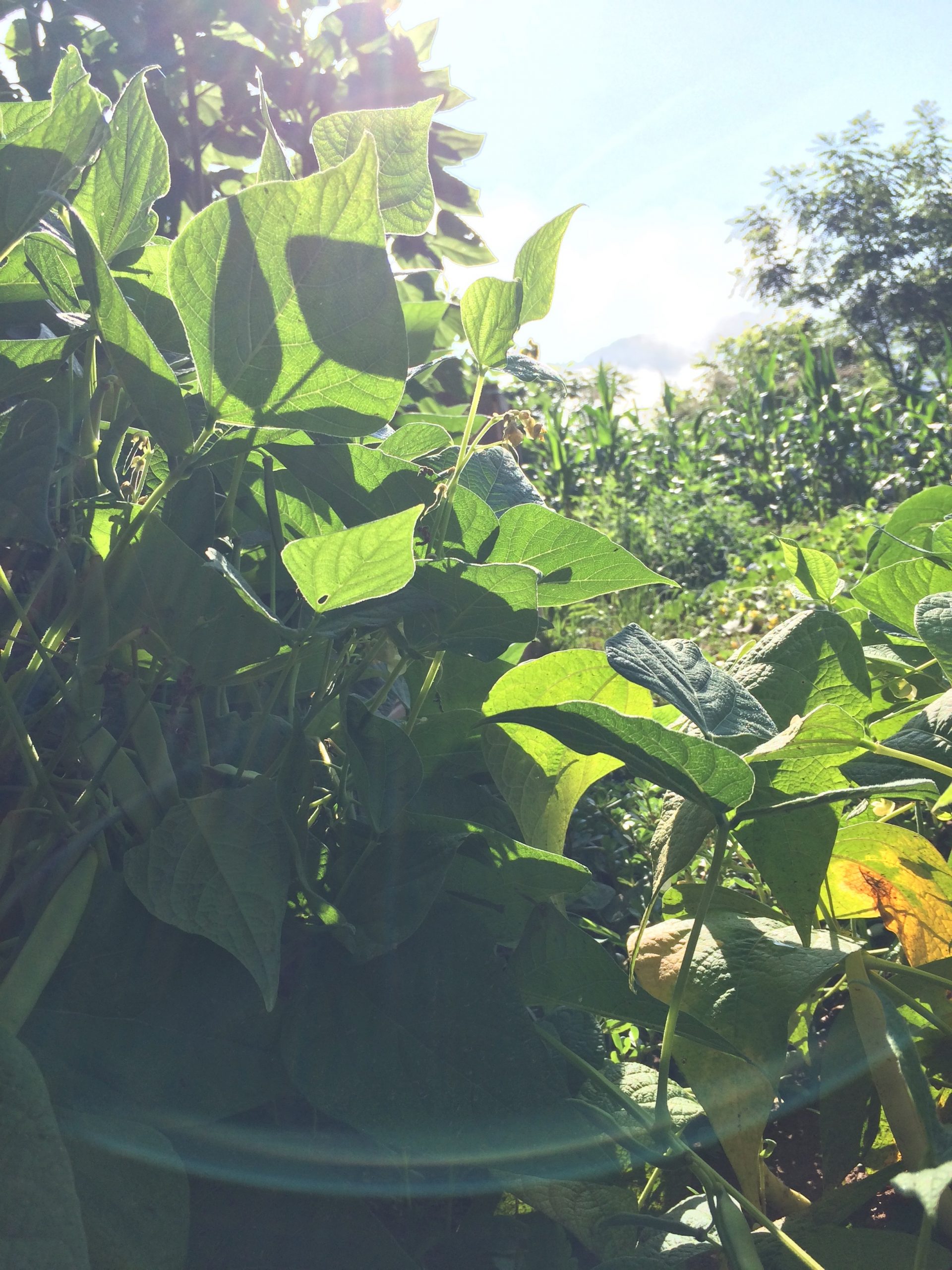 How Much Sunlight Do Garden Plants Really Need? Green Thumb Gardening Secrets