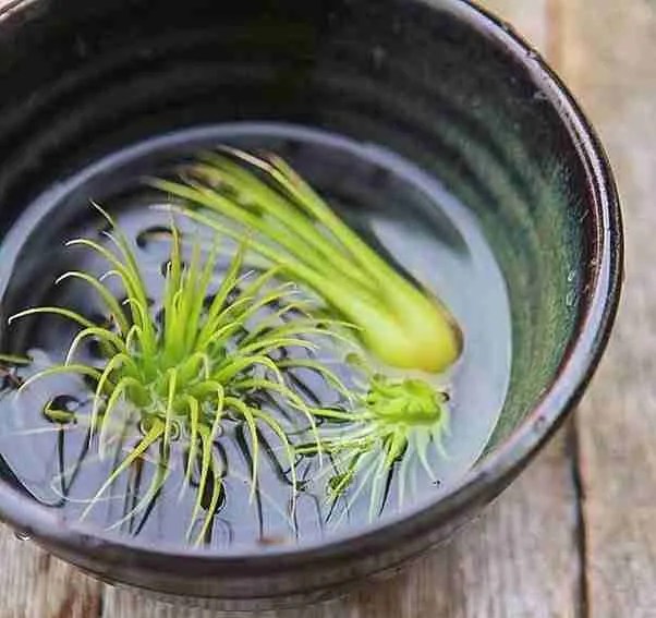 Complete Guide To Aerial Plants Green Thumb Revival