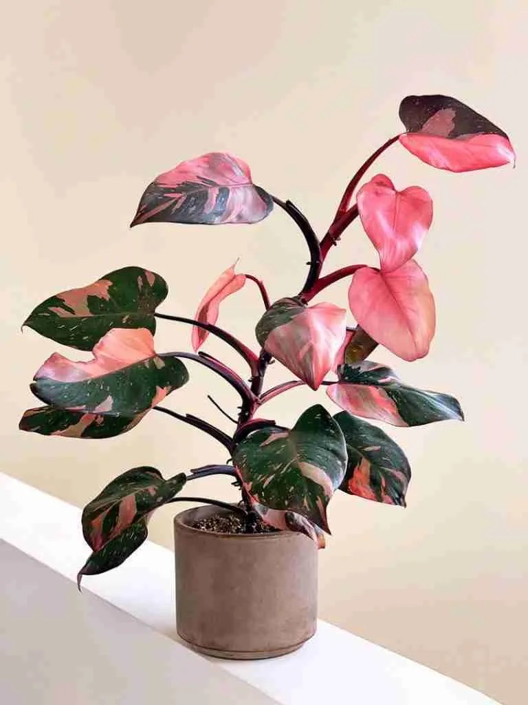 How To Grow A Philodendron Pink Princess, A Beginner's Care Guide