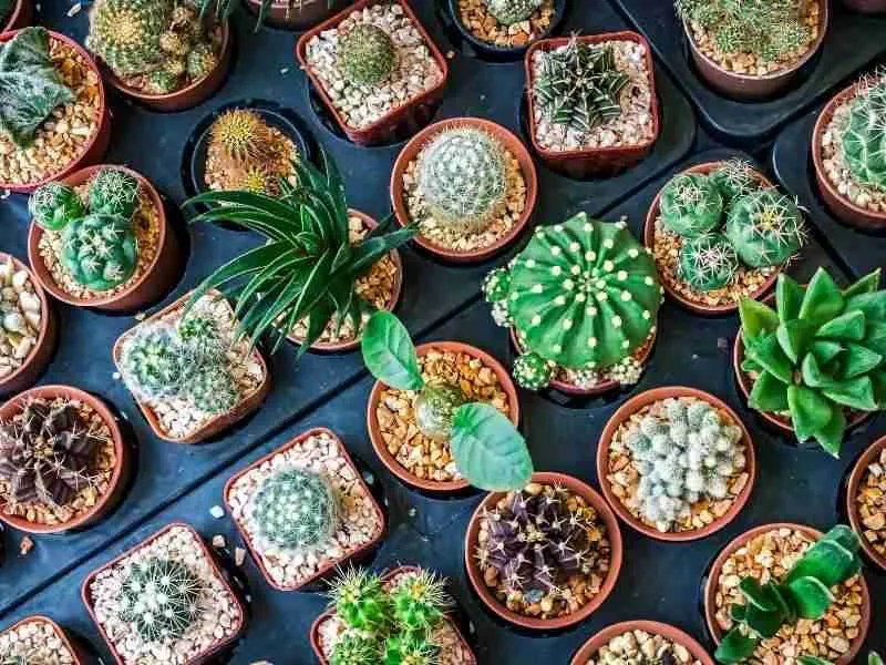 13 Best Indoor Cactus For Beginners & Complete Growers Guide