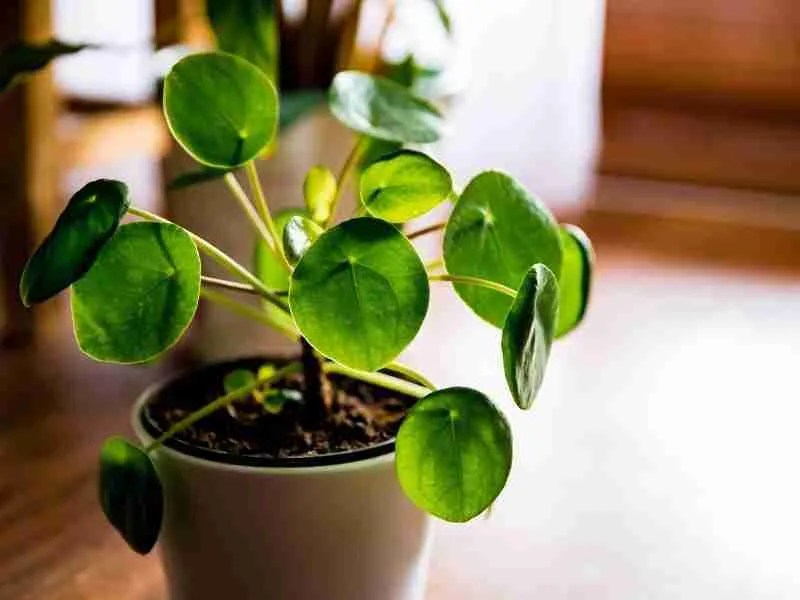 How To Grow A Pilea Peperomioides, A Beginner Care Guide