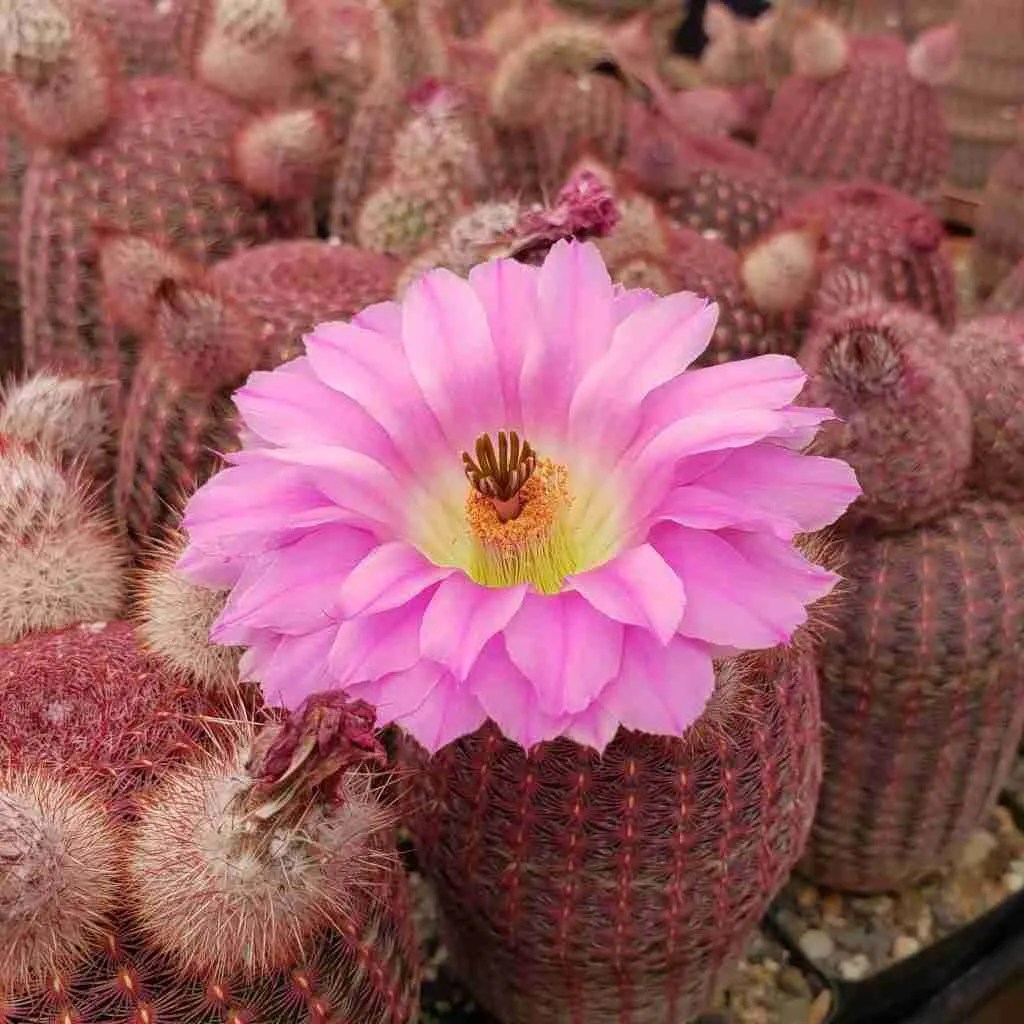 13 Best Indoor Cactus For Beginners & Complete Growers Guide