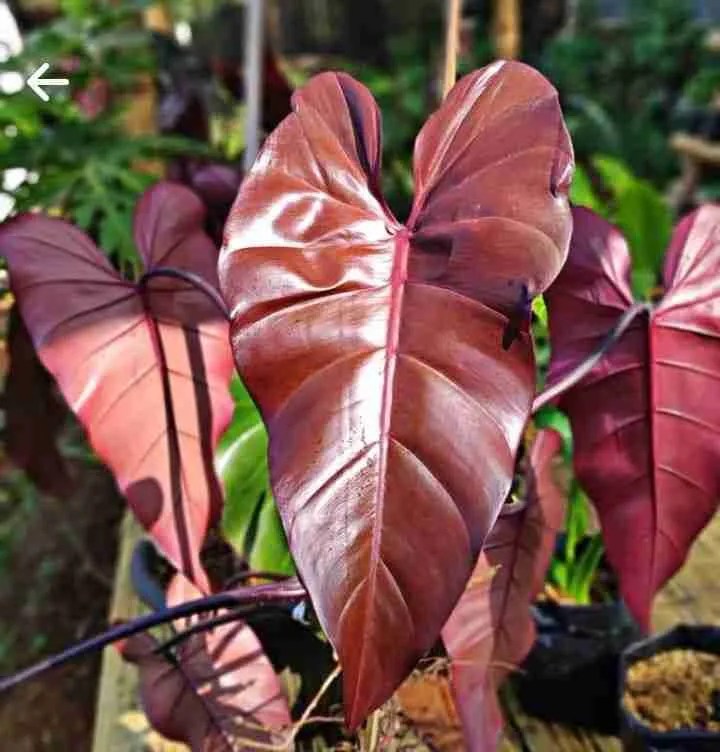 How To Grow A Dark Lord Philodendron, A Beginner Care Guide Green