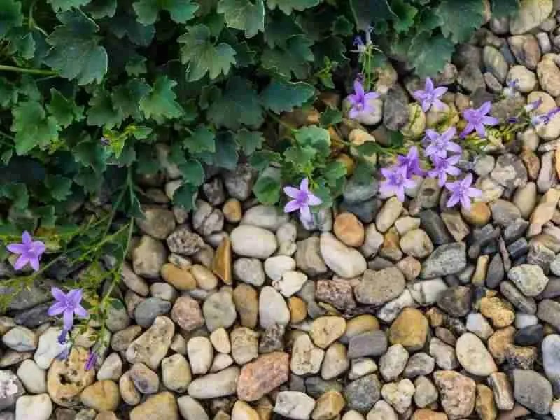 How Much Landscaping Rock Do I Need? An Easy Guide Green Thumb Revival
