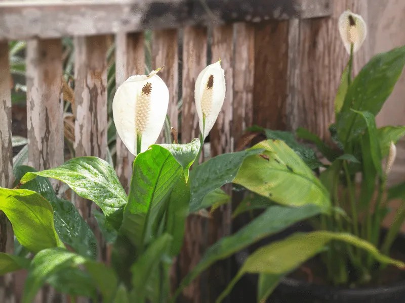 Peace Lily Care For Beginners 2022 Growers Guide Green Thumb Revival