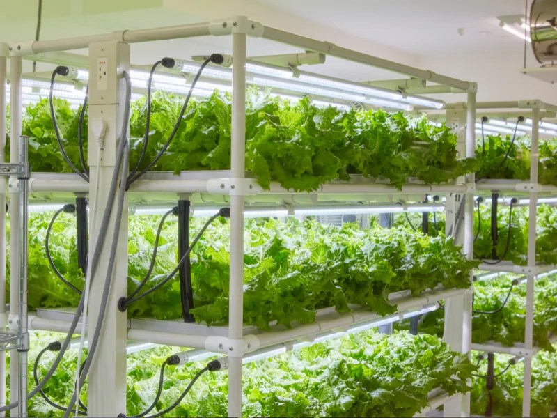 Hydroponic Dehumidifier How To Find The Best System Green Thumb Revival