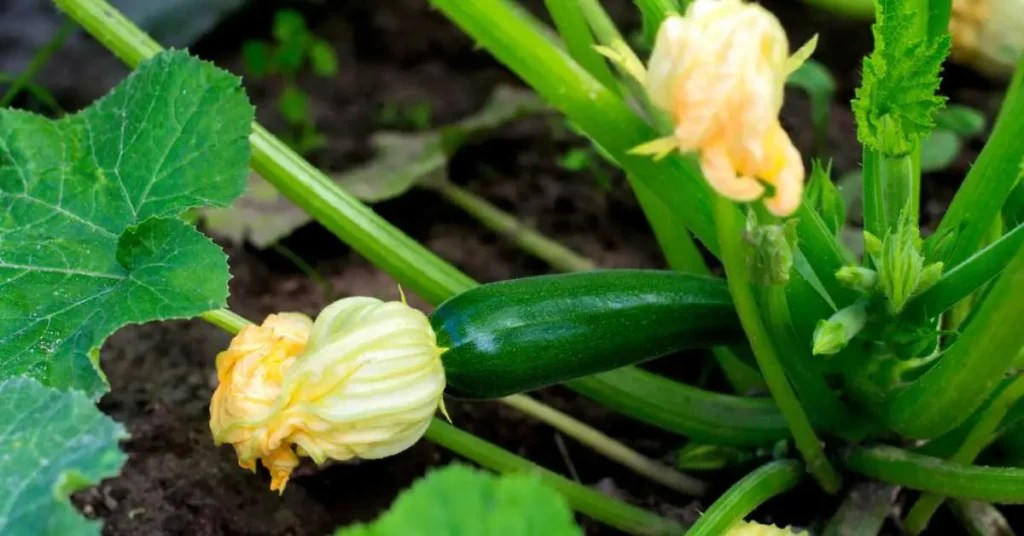 Does Zucchini Need Two Plants? GreenThumbsGuide