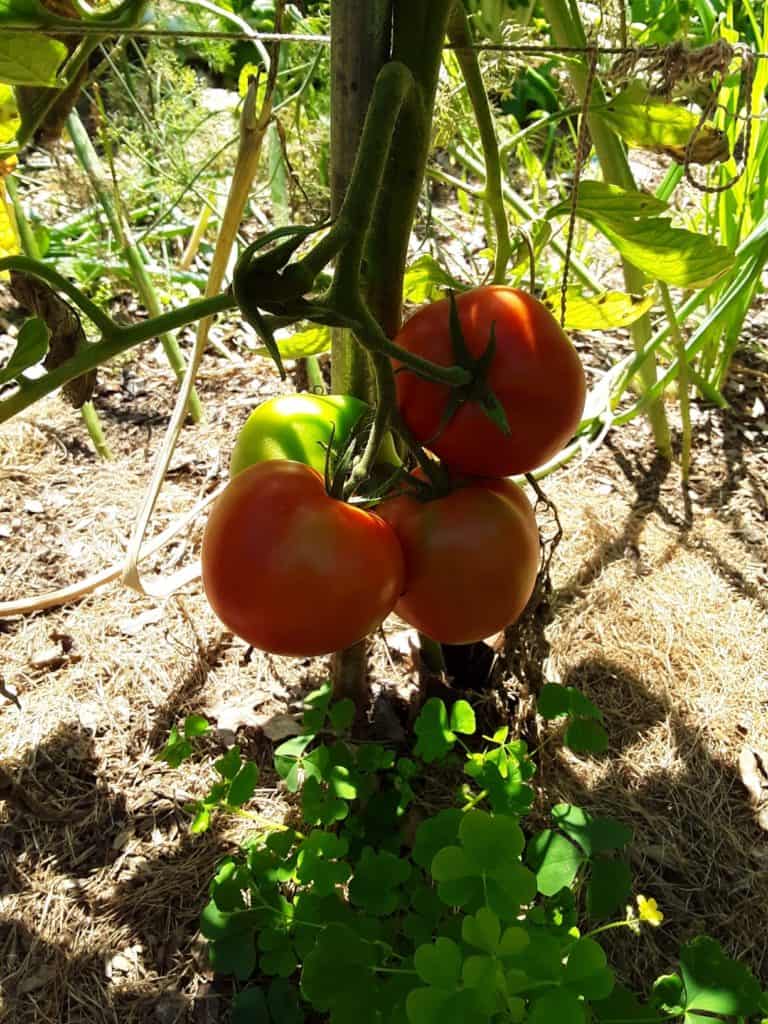 Is Direct Sunlight Bad For Tomatoes? GreenThumbsGuide