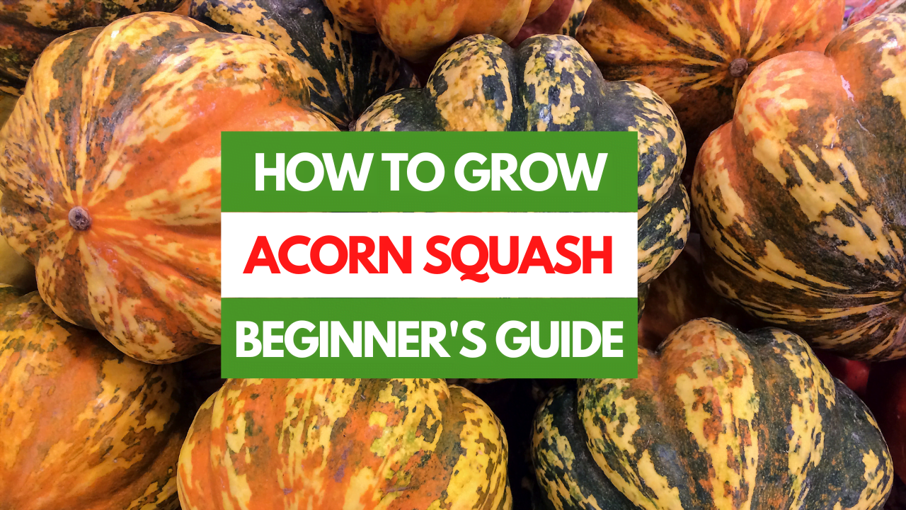 A Beginner's Guide How Does Acorn Squash Grow? GreenThumbsGuide