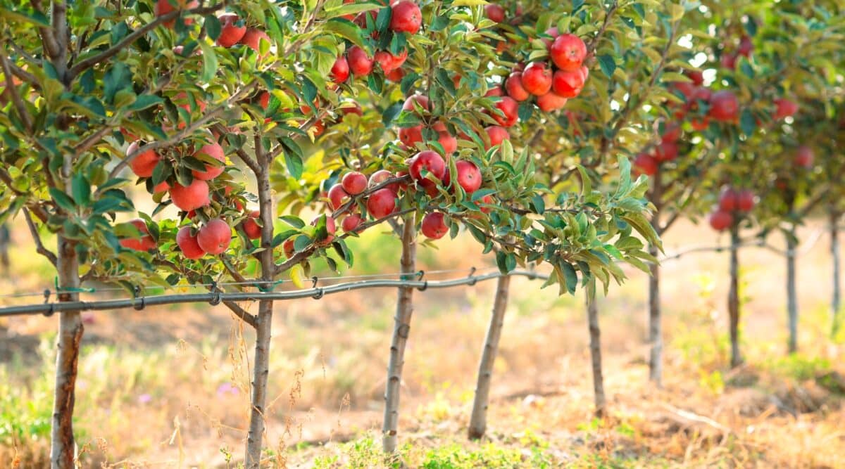 How Many Apples Grow On A Tree GreenThumbsGuide