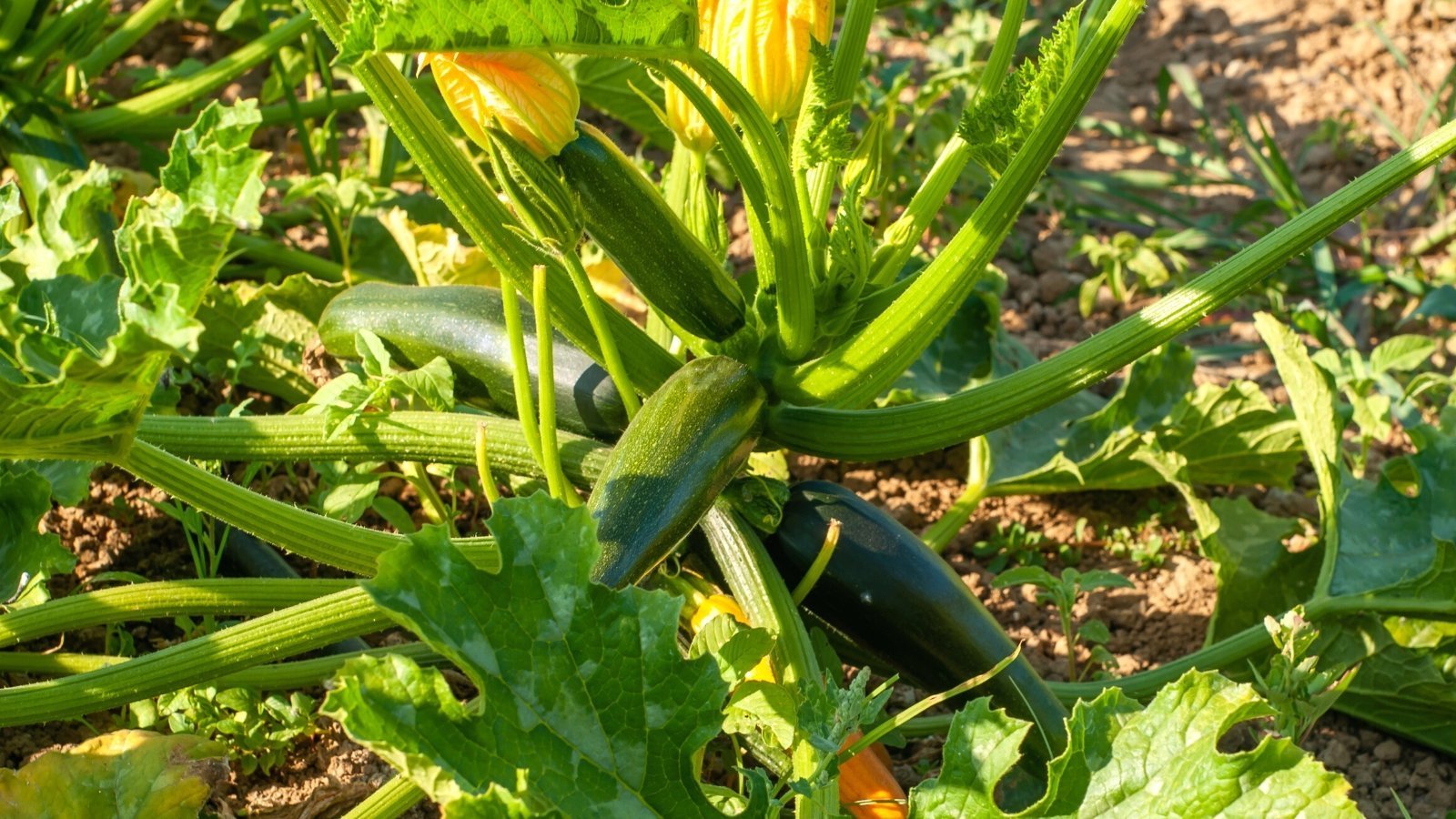 What Does Zucchini Look Like Growing GreenThumbsGuide
