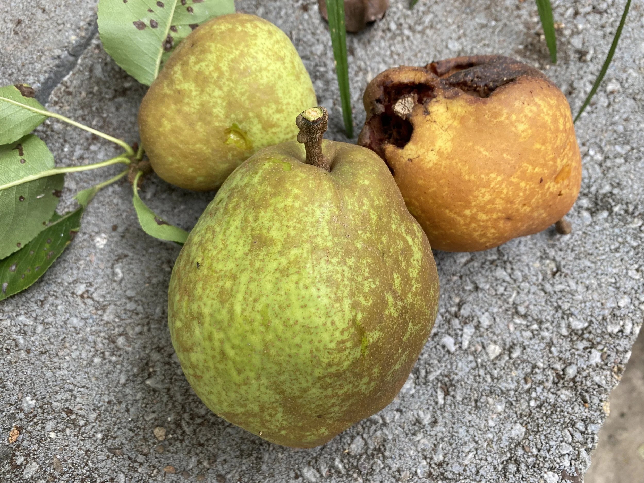 When To Pick Bartlett Pears GreenThumbsGuide