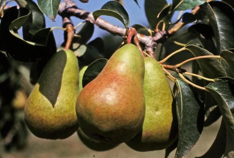When To Pick Bartlett Pears GreenThumbsGuide