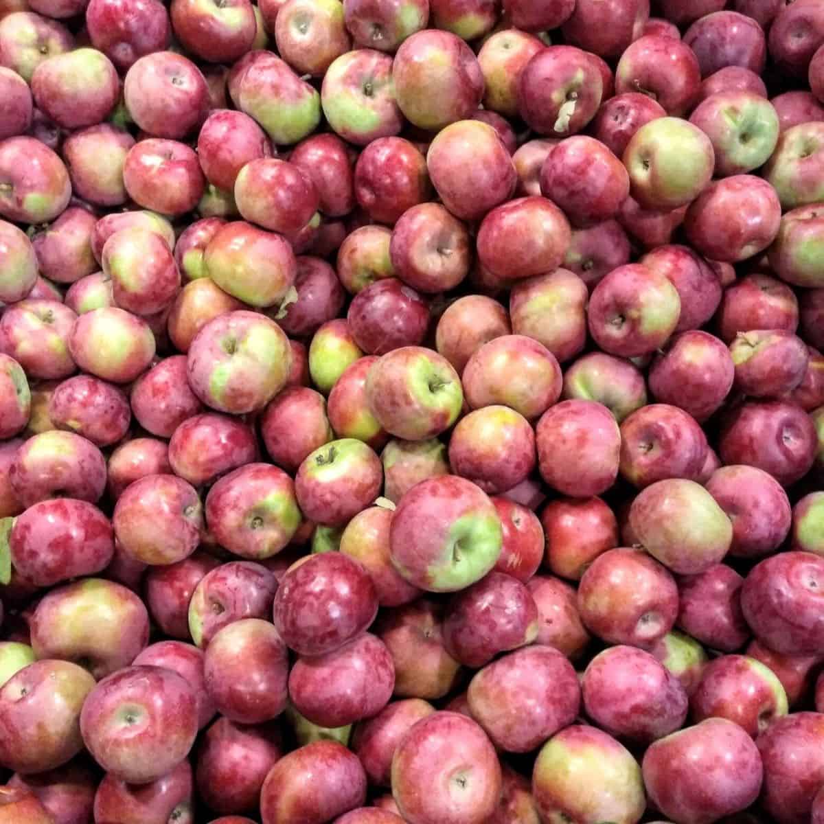 Why are McIntosh Apples So Hard to Find? GreenThumbsGuide