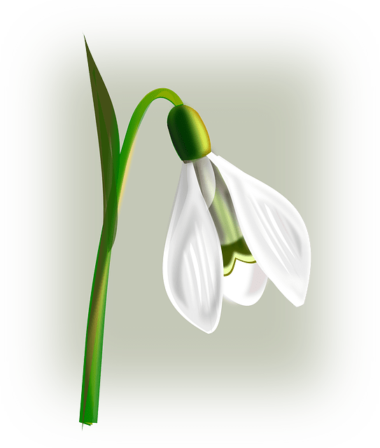 How To Grow Snowdrops The Reluctant Gardener