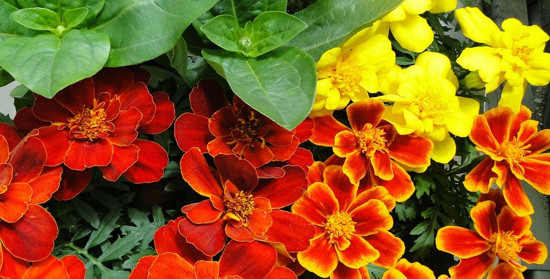 How To Pinch Out Plant Tips The Reluctant Gardener