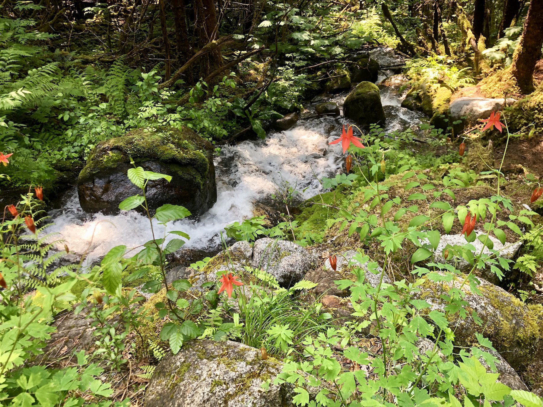 Caribou Crawler Green Tortoise Adventure Travel