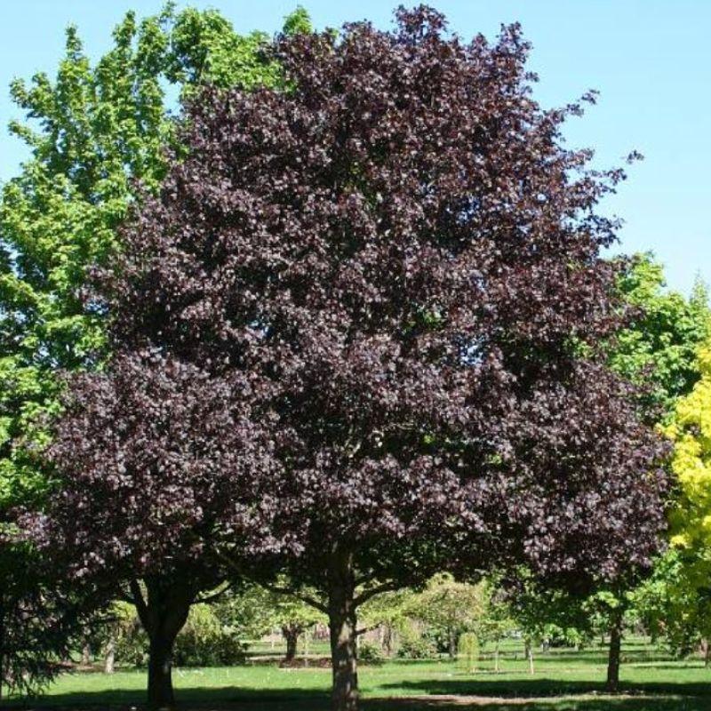 Royal Red Maple Green Tree Nursery