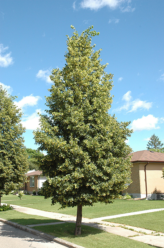 Lincoln Linden Green Tree Nursery
