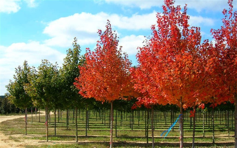 Red Pointe Maple Green Tree Nursery