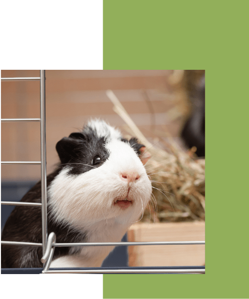 greentree veterinary clinic libertyville charlie brown