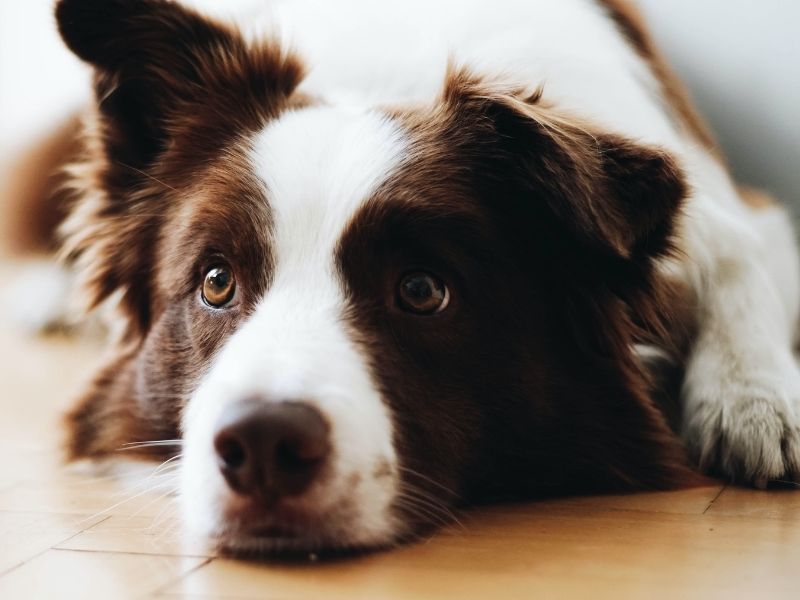 Top 6 Things To Know About Dog Rabies GreenTree Animal Hospital