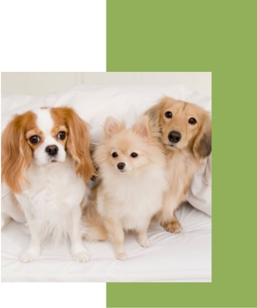 greentree veterinary clinic libertyville charlie brown