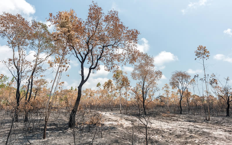 How Deforestation Affects Climate Change Greentumble