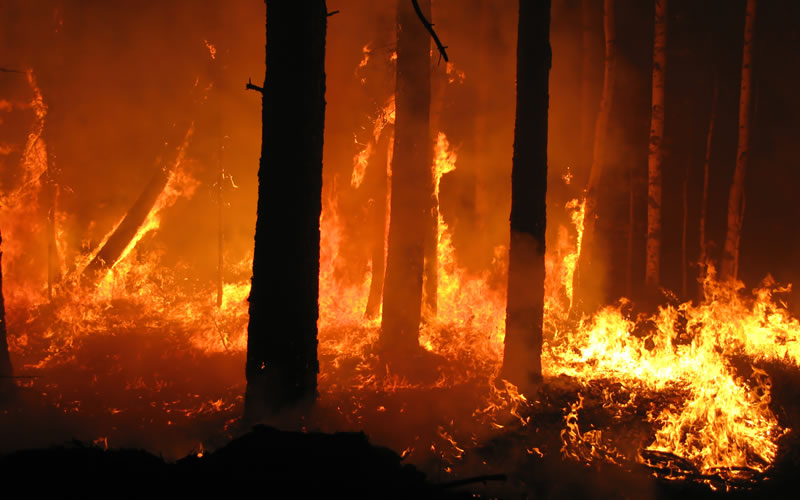 How Do Forest Fires Start? Greentumble