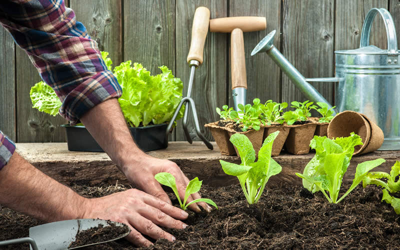 Simple Things You Can Do to Help the Environment Greentumble