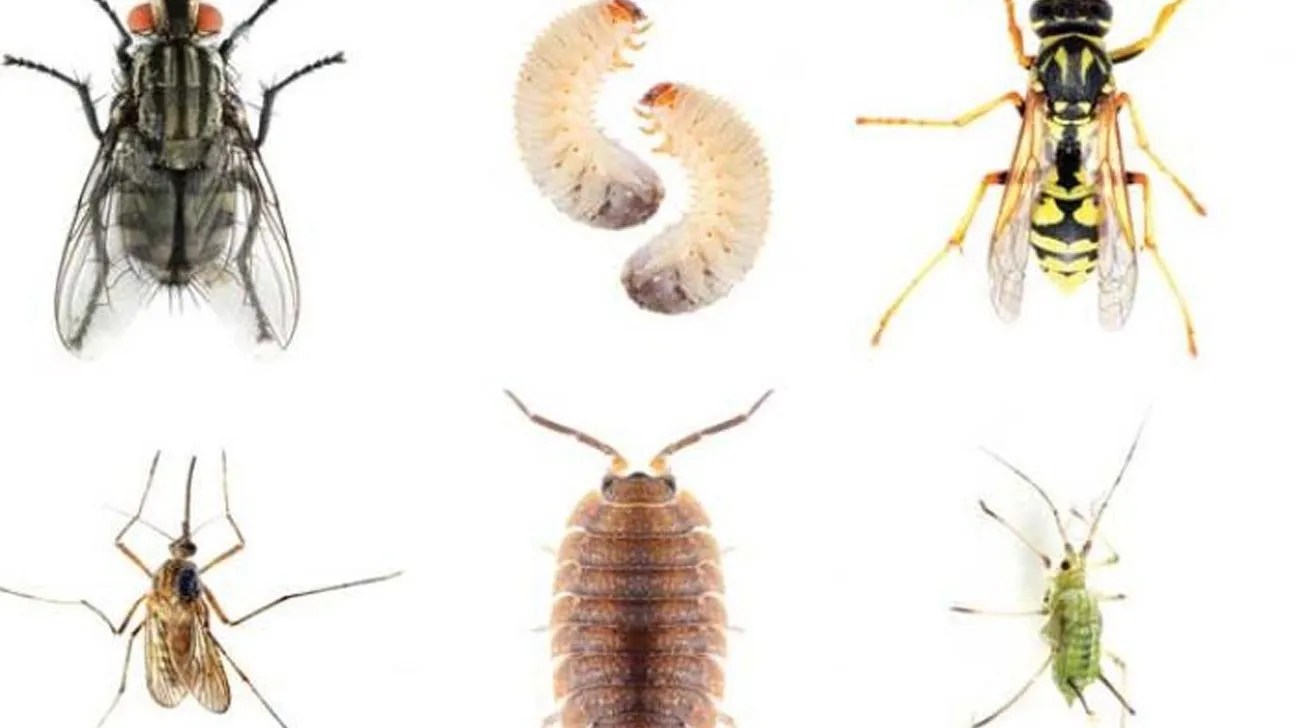 Landing Creepy Bugs Green Unlimited