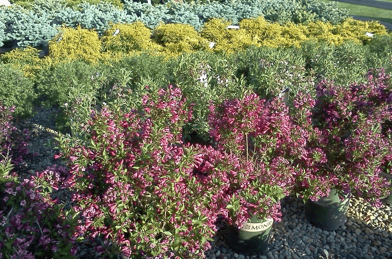 Plants Green Up Landscaping