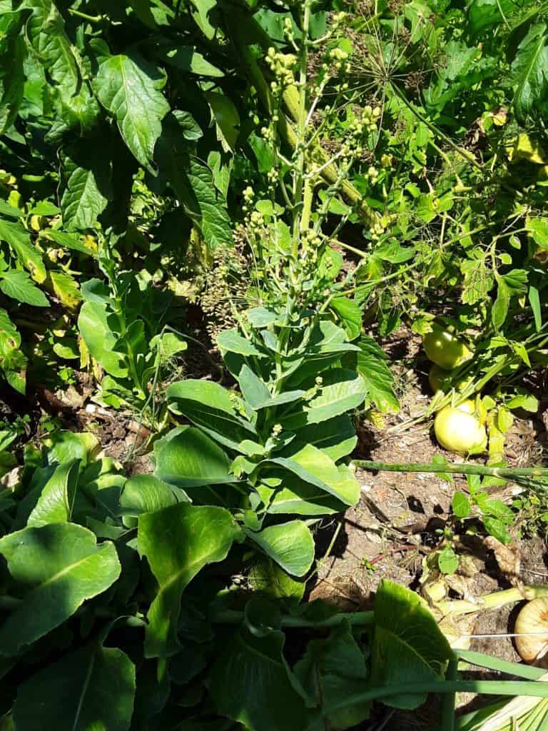 Why Are My Lettuce Bitter? (This Is How To Stop It) greenupside
