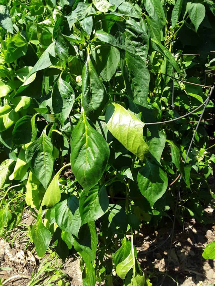 Protect Pepper Plants From Cold & Frost (11 Tips You Should Know
