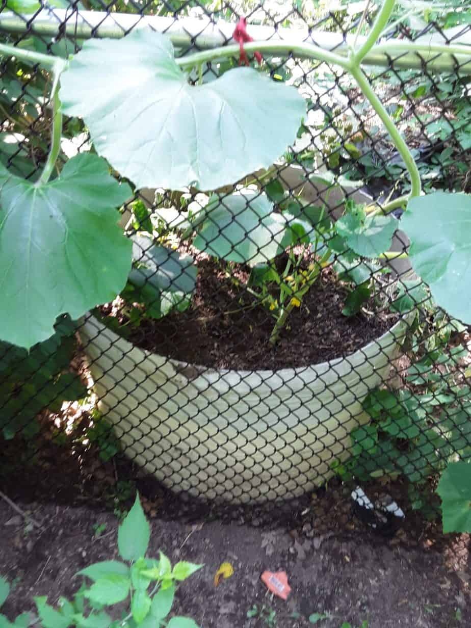 Squash In Container greenupside