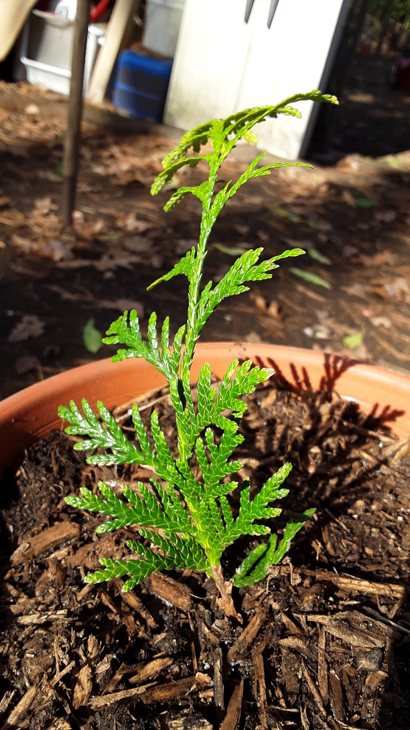 Green Giant Arborvitae greenupside