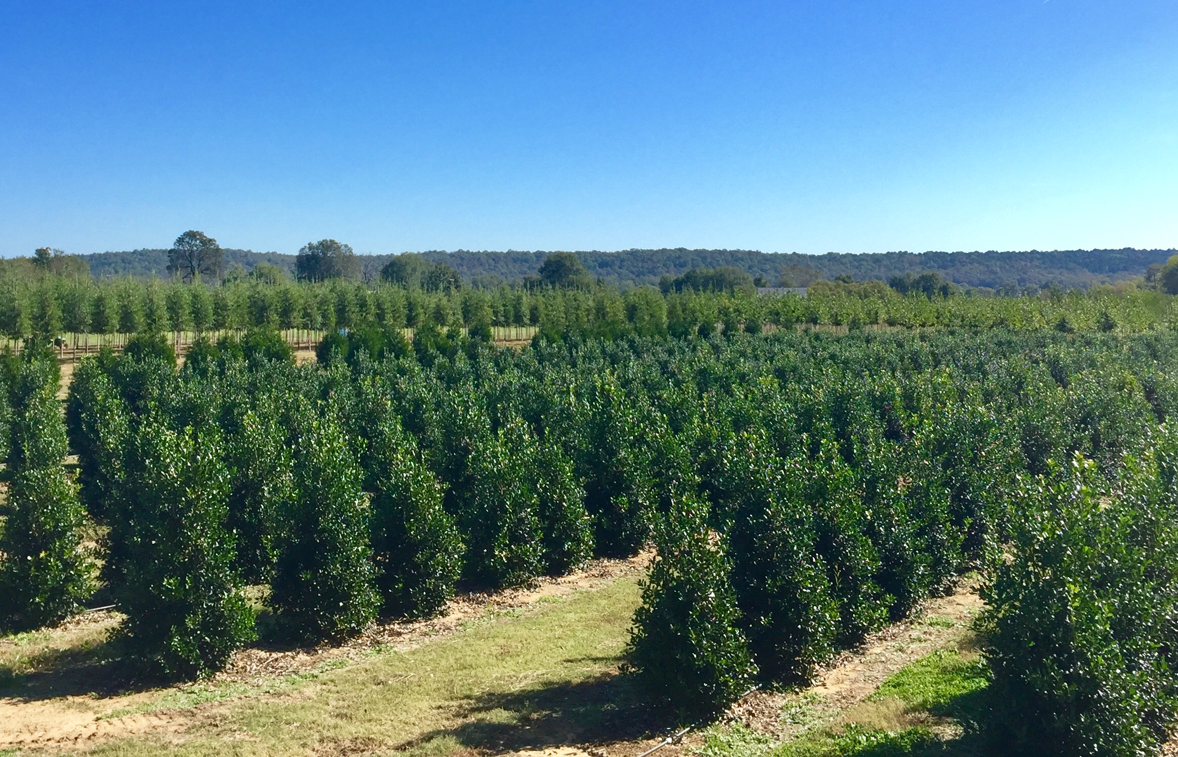 Green Valley Farms Montevallo, AL