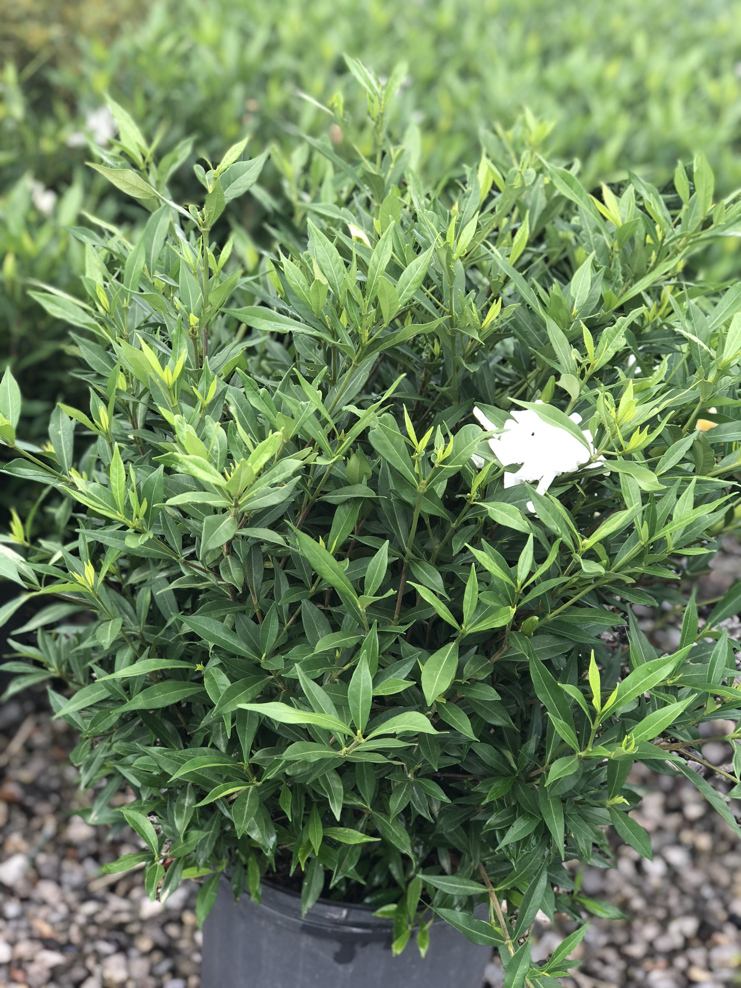 Green Valley Farms Gardenia Frost Proof