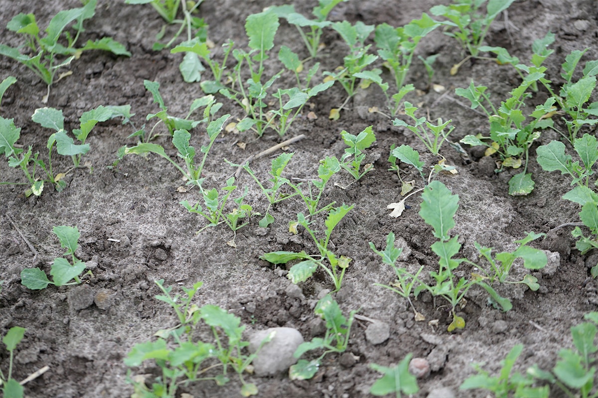 Deer Spray & Deer Prevention Services in CT | Green Valley Tree LLC