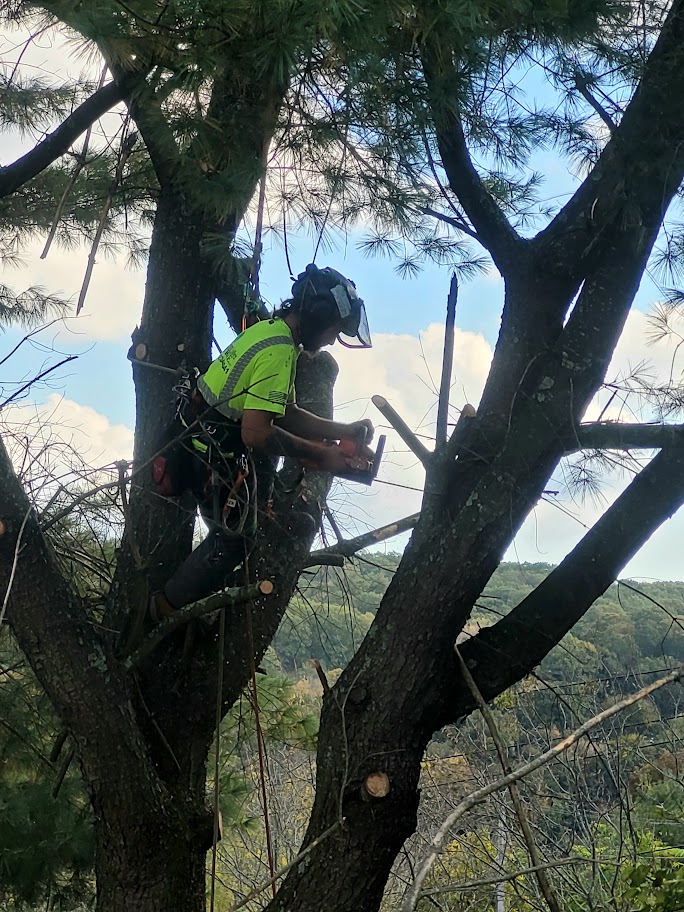 Tree Pruning & Trimming Green Valley Tree, LLC