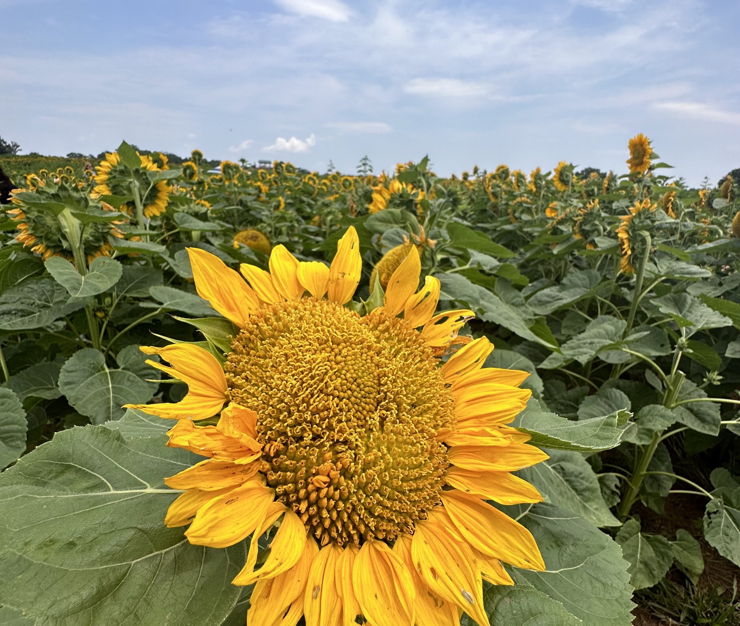 SC SUNFLOWER FESTIVAL AT DENVER DOWNS Greenville360