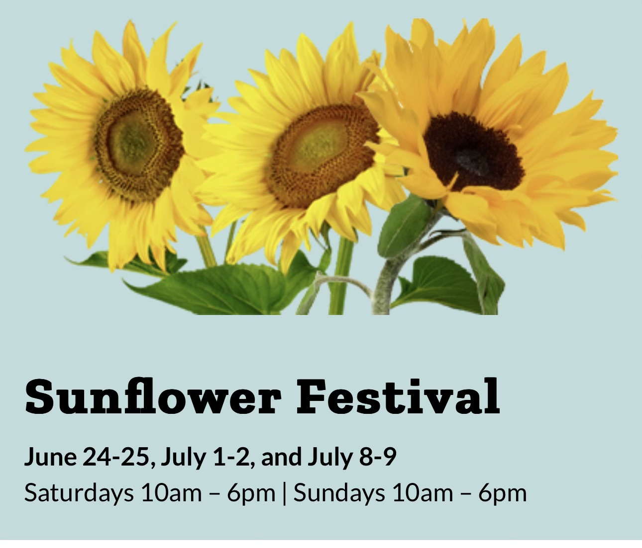 SC SUNFLOWER FESTIVAL AT DENVER DOWNS Greenville360