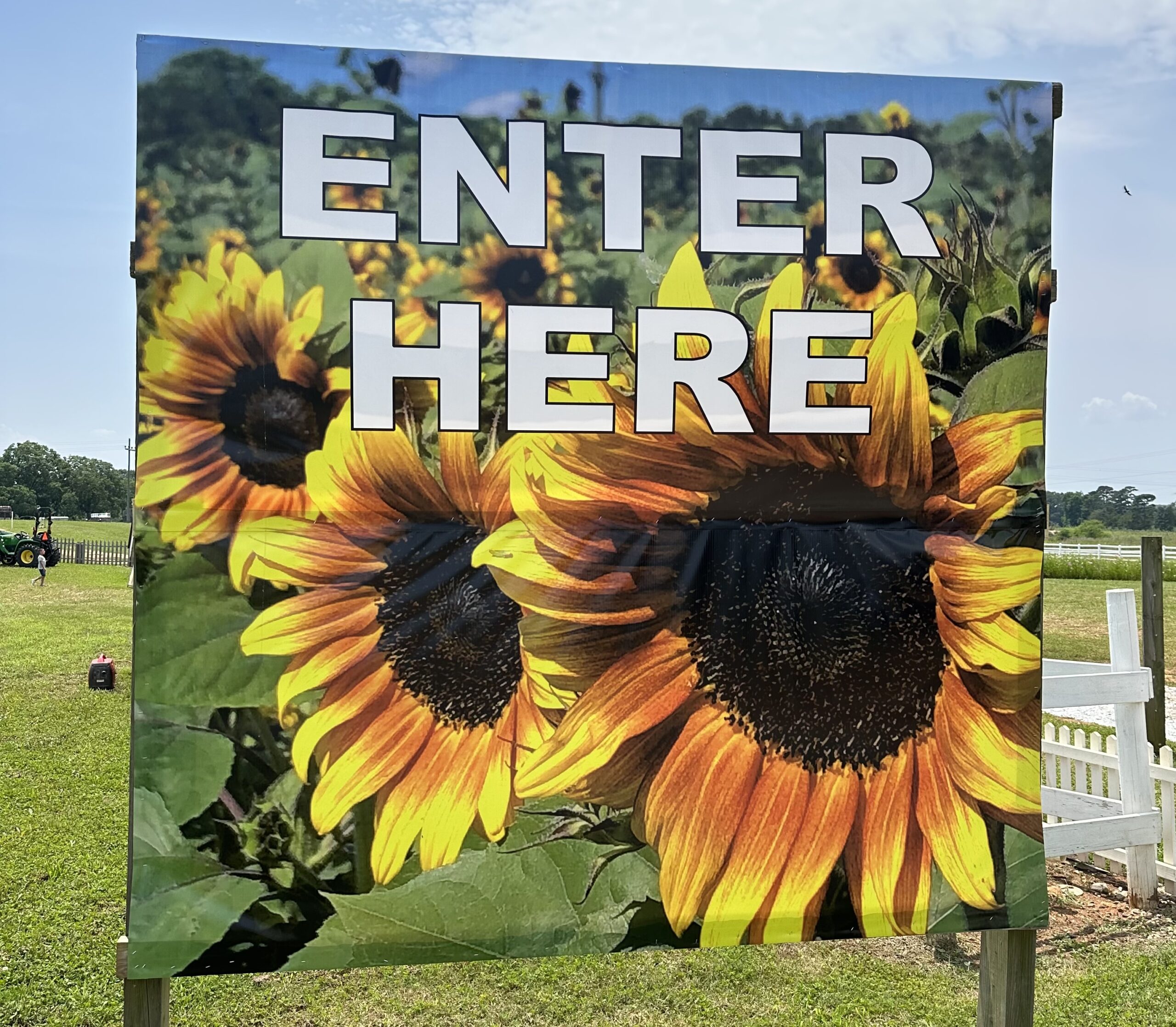 SC SUNFLOWER FESTIVAL AT DENVER DOWNS Greenville360
