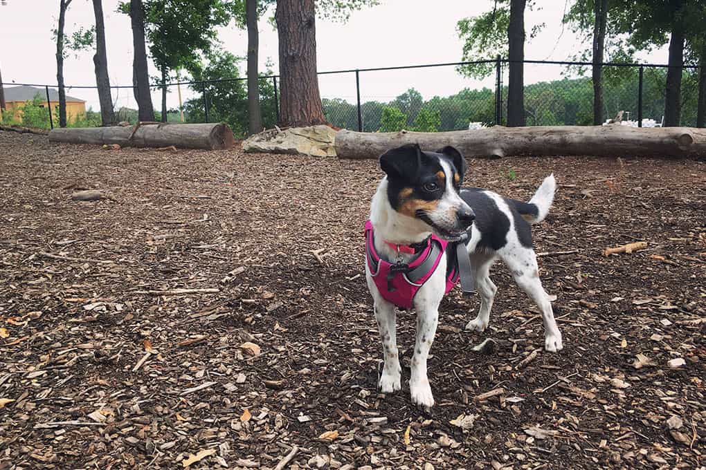 Paws and recreation your guide to Greenville’s dog parks GREENVILLE
