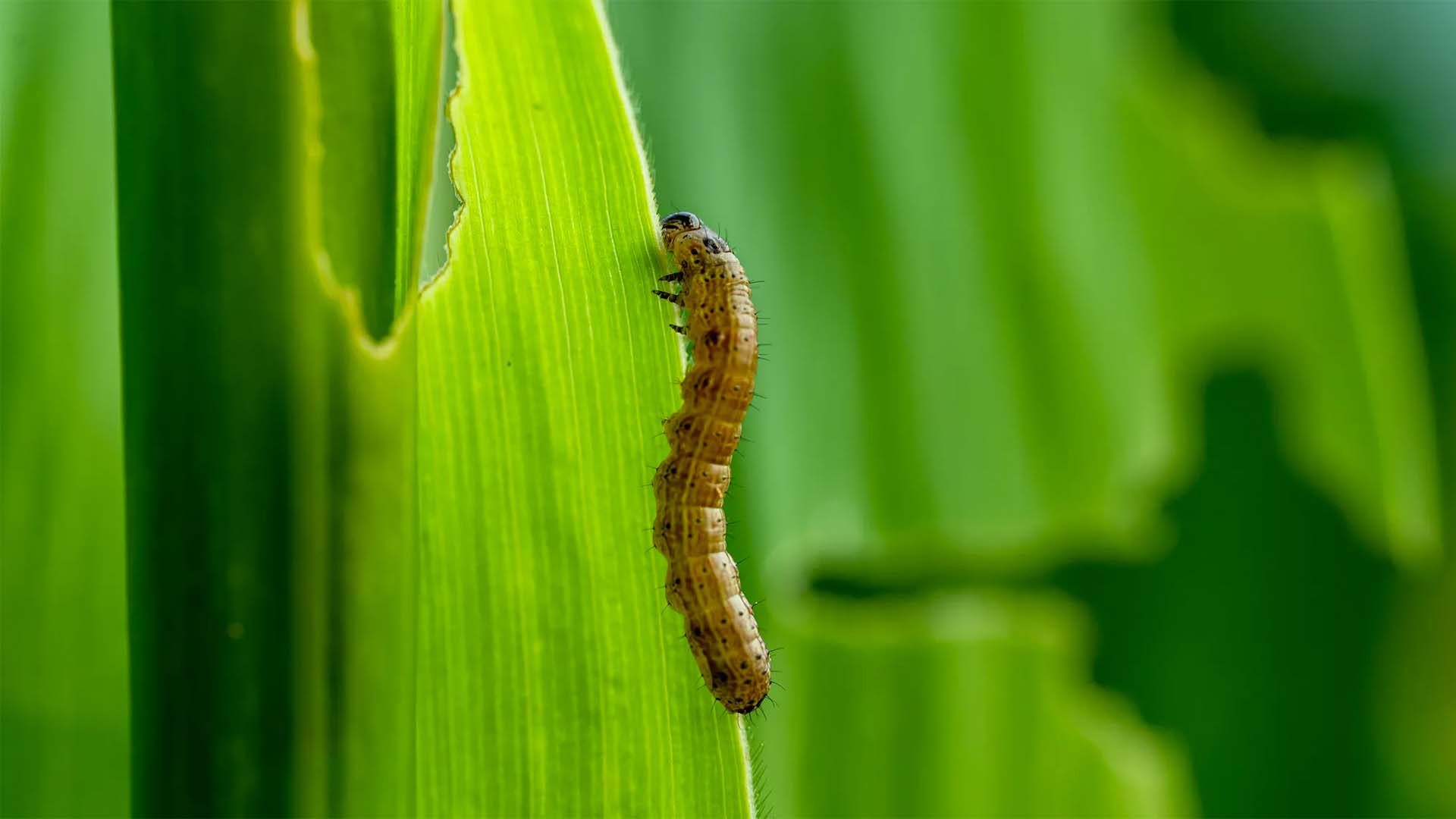Fall armyworms are marching across the Southeast and it's killing our