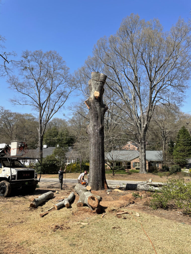 Master Tree Service, Greenville Tree Removal, Tree Trimming Same Day Personalized Estimates