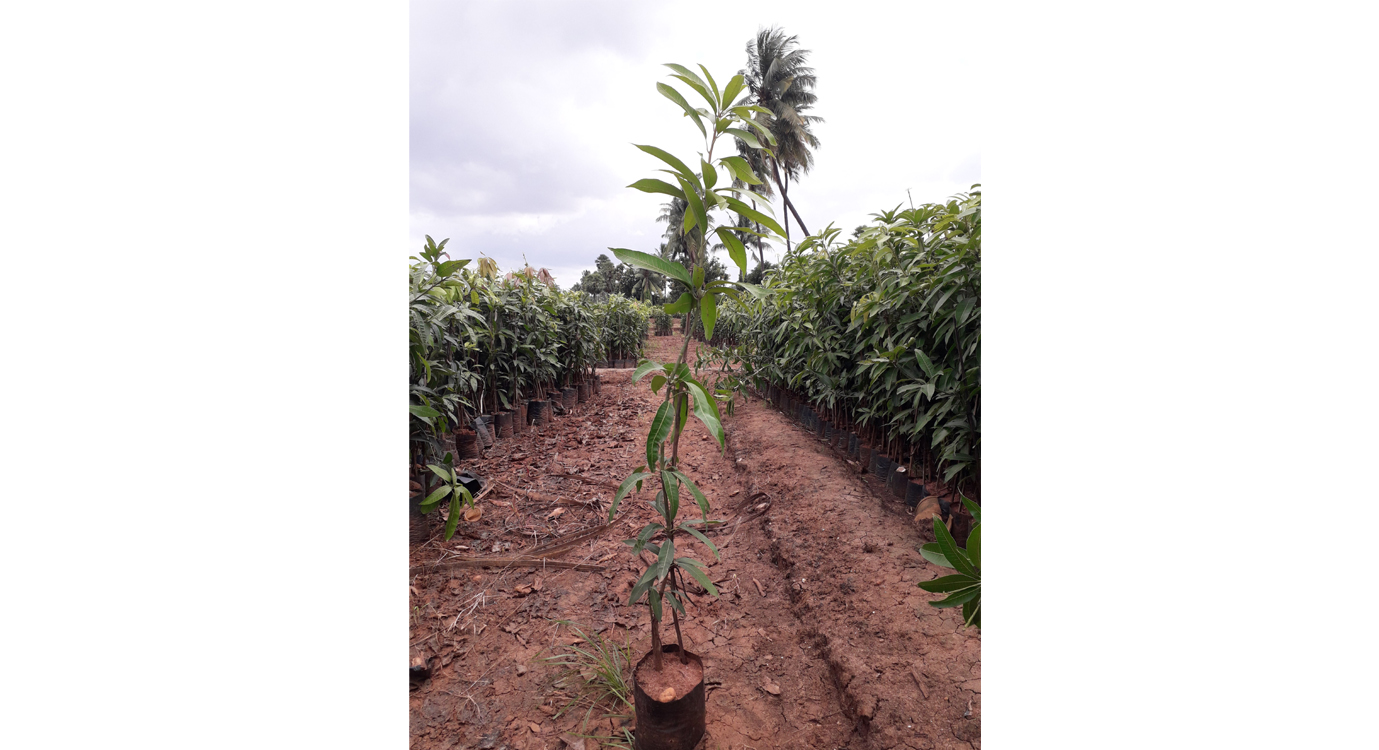 Nurseries in kadiyam kadiyam Nursery wholesale Plants Nursery in Kadiyam