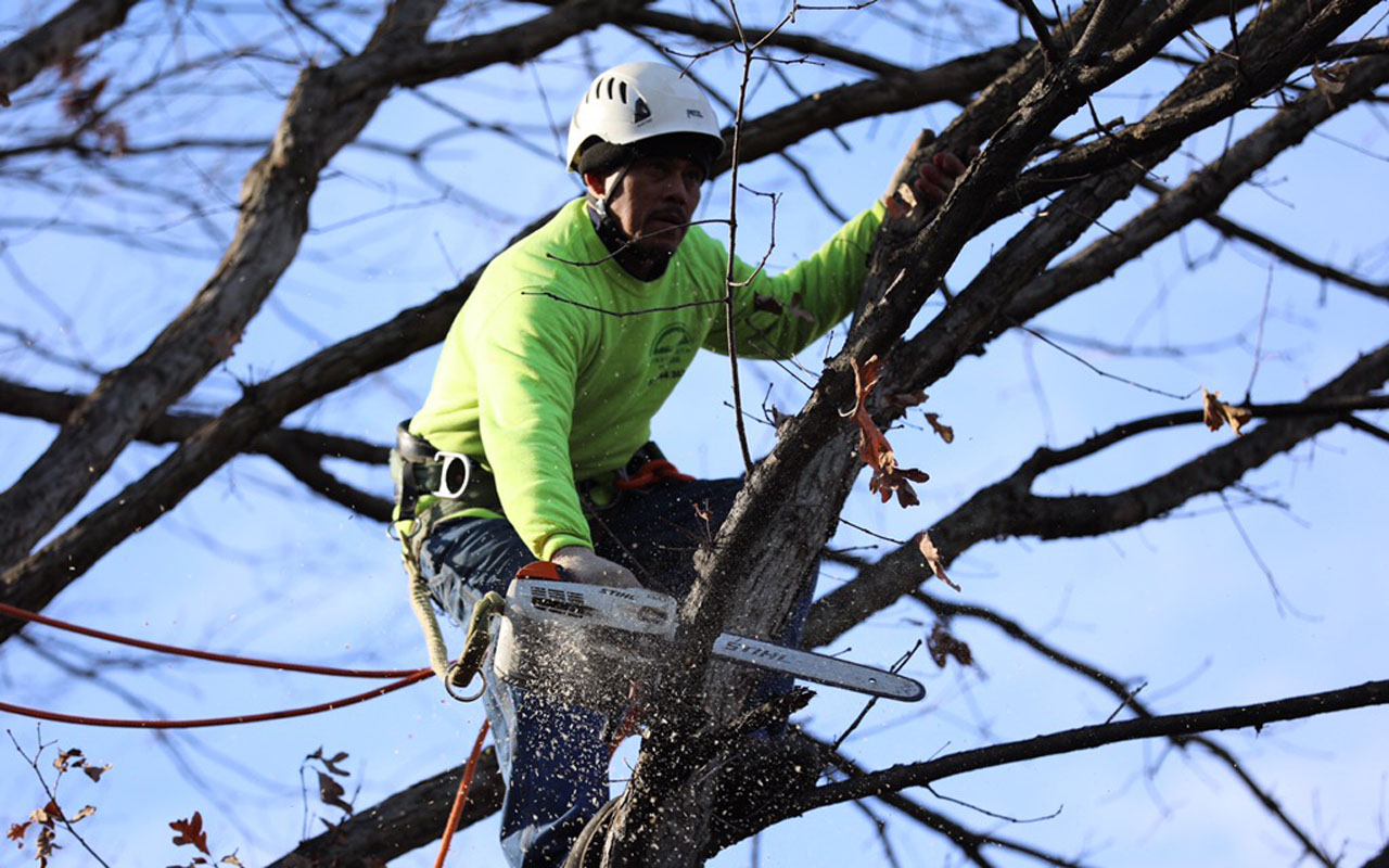 Winter Tree Care Tips for Northern Virginia Green Vista Tree Care